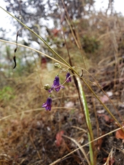 Conanthera
