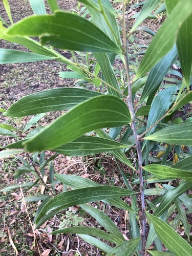 Acacia auriculiformis