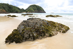 Psilophycus alveatus