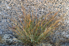 Danthonia unispicata