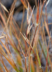 Danthonia unispicata