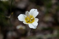 Calochortus ownbeyi