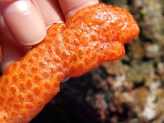 Metandrocarpa dura