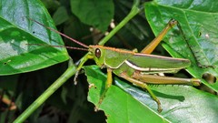 Staleochlora trilineata