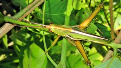 Staleochlora trilineata