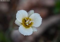 Calochortus ownbeyi