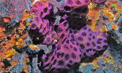 Eudistoma reginum
