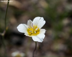 Calochortus ownbeyi
