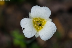 Calochortus ownbeyi