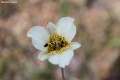 Calochortus ownbeyi