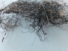 Nostoc flagelliforme