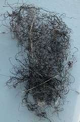 Nostoc flagelliforme