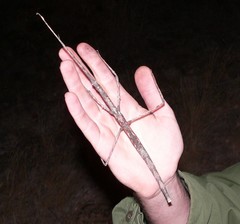 Bactrododema