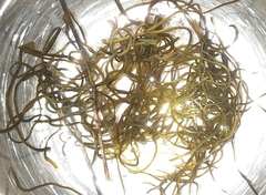 Nostoc flagelliforme