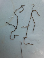 Nostoc flagelliforme