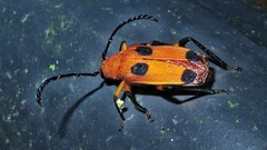 Myzomorphus quadripunctatus