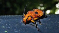 Myzomorphus quadripunctatus