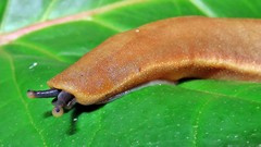Vaginulus taunaisii