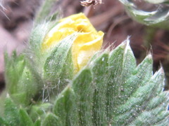 Potentilla fragarioides