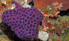 Eudistoma reginum