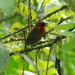 Ant-Tanagers - Photo (c) Carol Foil, some rights reserved (CC BY-NC-ND)
