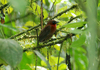Ant-Tanagers - Photo (c) Carol Foil, some rights reserved (CC BY-NC-ND)