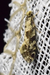 Nemapogon molybdanella