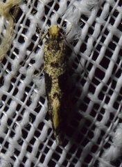 Nemapogon molybdanella