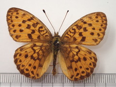 Brenthis daphne iwatensis