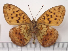 Brenthis daphne iwatensis