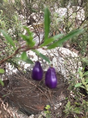 Billardiera longiflora