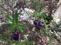 Billardiera longiflora
