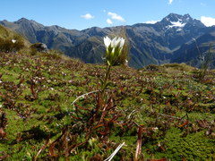 Gentianella montana