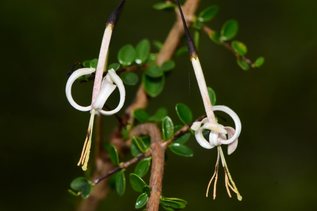 Exostema spinosum