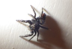 Phidippus johnsoni