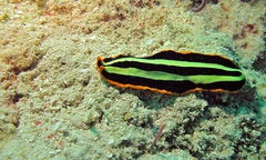 Pseudoceros dimidiatus