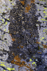 Umbilicaria virginis