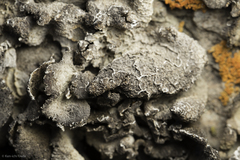 Umbilicaria virginis