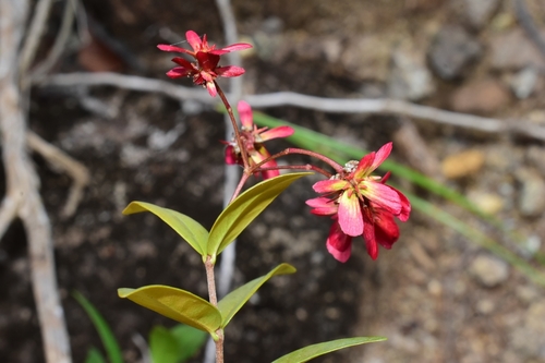 Boxleaf (Tetrapterys buxifolia)