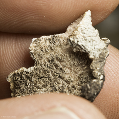 Umbilicaria virginis