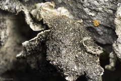 Umbilicaria virginis