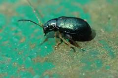 Aphthona strigosa