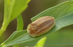Anacassis fuscata