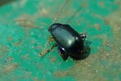 Aphthona strigosa