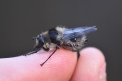 Criorhina nigripes