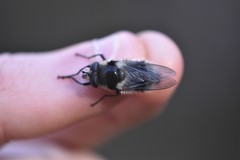 Criorhina nigripes