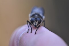 Criorhina nigripes