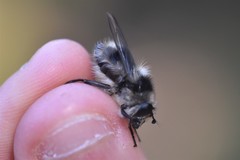 Criorhina nigripes