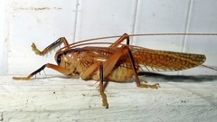 Dibelona