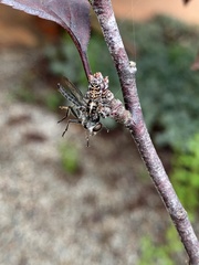 Sandalodes bipenicillatus